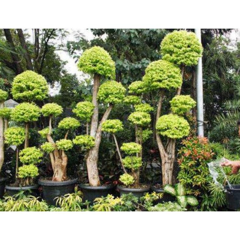 Tanaman Hias Tanaman Hias Anting Putri 1 Meter - Pohon Anting Putri/Bonsai Anting Putri - Savanan Bo