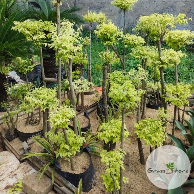 Tanaman Hias Tanaman Hias Anting Putri 1 Meter - Pohon Anting Putri/Bonsai Anting Putri - Savanan Bo