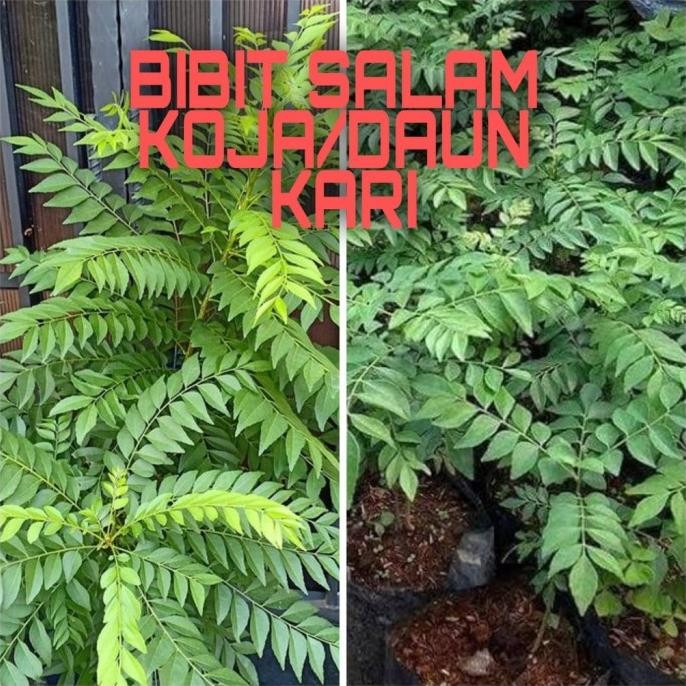 

Terlaris Bibit Salam Koja/Daun Kari Original