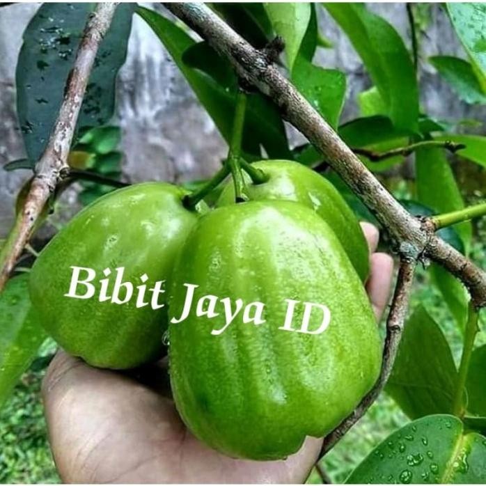 

Terlaris Bibit Jambu Air Cincalo Genjah
