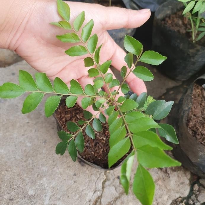 

Terlaris Um(1) Bibit Tanaman Salam Koja/Daun Kari