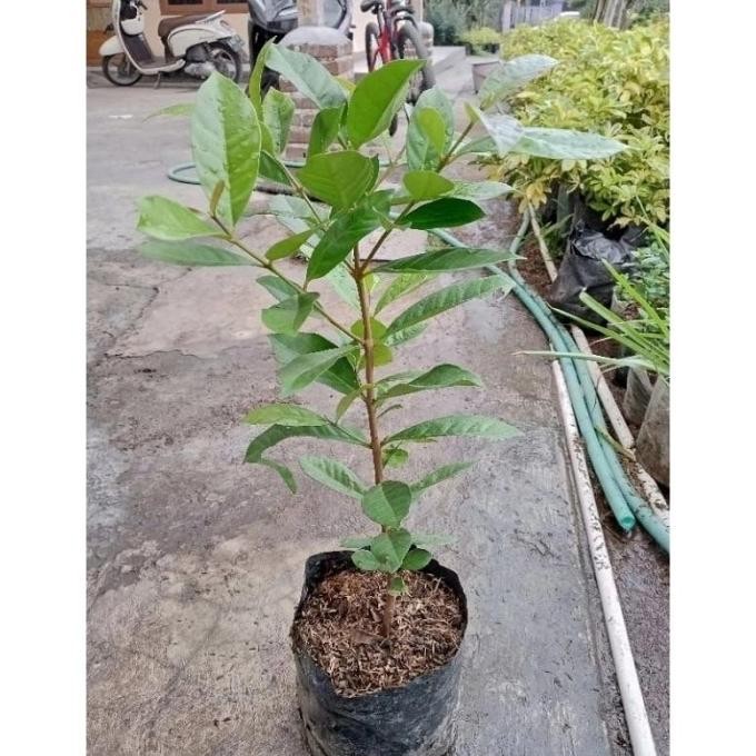 

Terlaris Bibit Tanaman Daun Salam - Bibit Daun Salam - Bibit Bay-Leaf - Tanaman