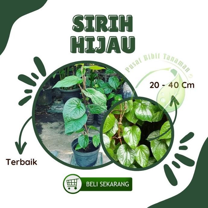 

Terlaris Bibit Sirih Hijau Tanaman Herbal Hidup