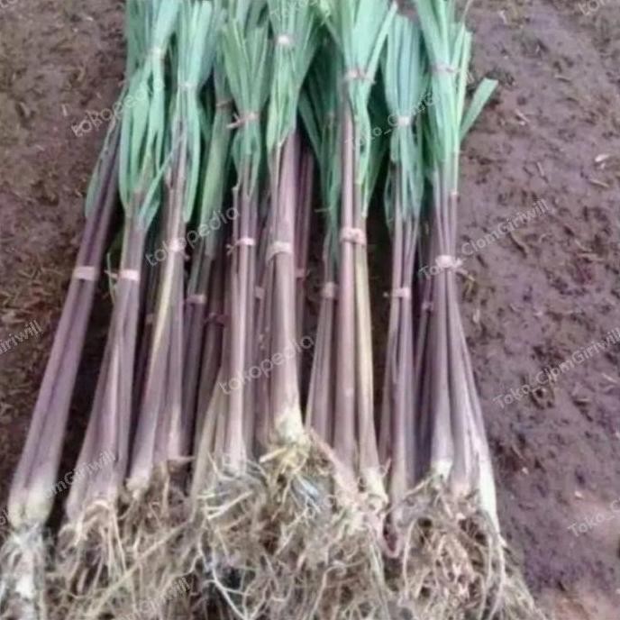 

Terlaris Ready Pohon Sereh Merah/Tanaman Herbal Order