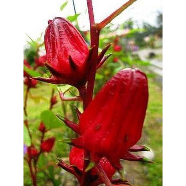 

Terlaris Bibit Tanaman Herbal Pohon Rosela