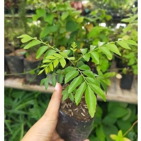 

Terlaris Bibit Tanaman Daun Kare Murah Dan Laris Salam Koja Asli Wigkwu 6539Pi