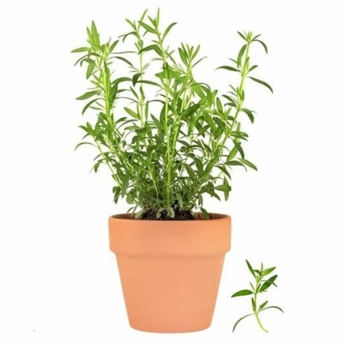 

Terlaris Daun Herbal Tarragon - Bibit Tanaman Herbal Rempah Daun Taragon
