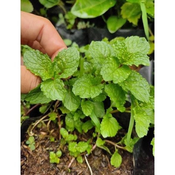 

Terlaris Bibit Tanaman Daun Spearmint - Daun Mint - Menthol - Tanaman Herbal