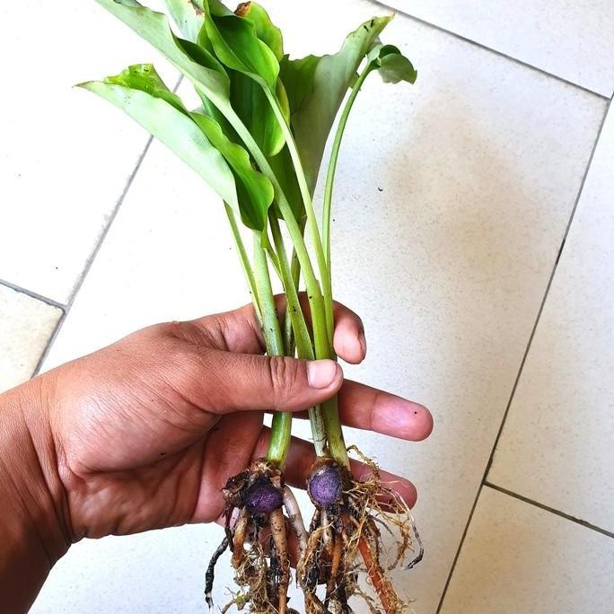 

Terlaris Bibit Asli Kunyit Hitam Halia Hitam Jahe Hitam