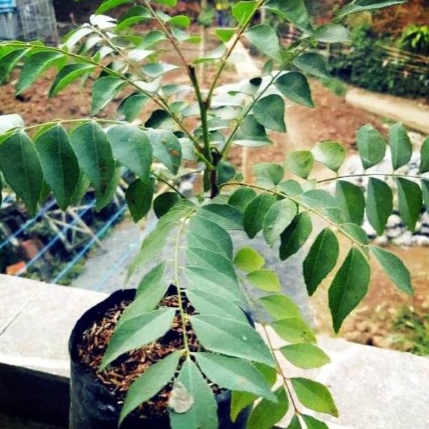 

Terlaris Tanaman Daun Kari - Bibit Tanaman Daun Salam Koja Deyllu 5393Jz