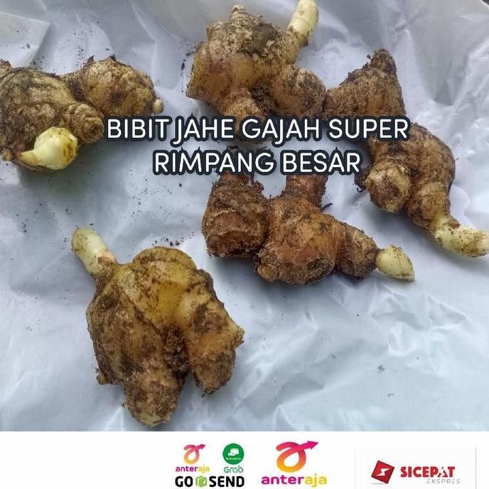 

Terlaris Baru! Bibit Jahe Gajah Putih Unggulan Siap Tanam/Tinggal Semai 1 Kg
