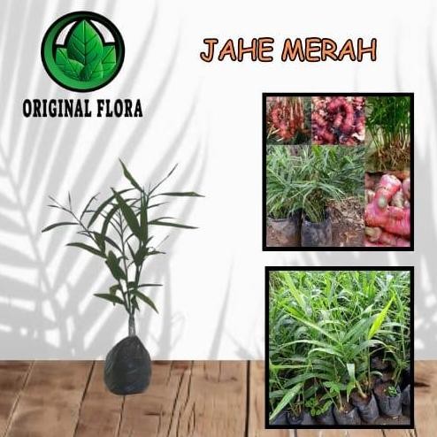 

Terlaris Bibit Jahe Merah Zingiber Officinale