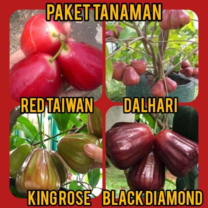 

Terlaris Paket 4 Bibit Jambu Red Taiwan, Dalhari , King Rose, Black Diamond