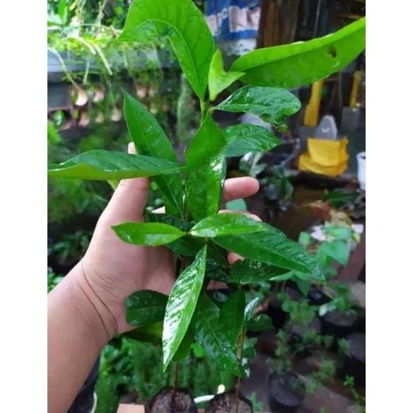 

Terlaris Paket Enam Bibit Pohon Daun Salambibit Rempah Daun Salam Terla