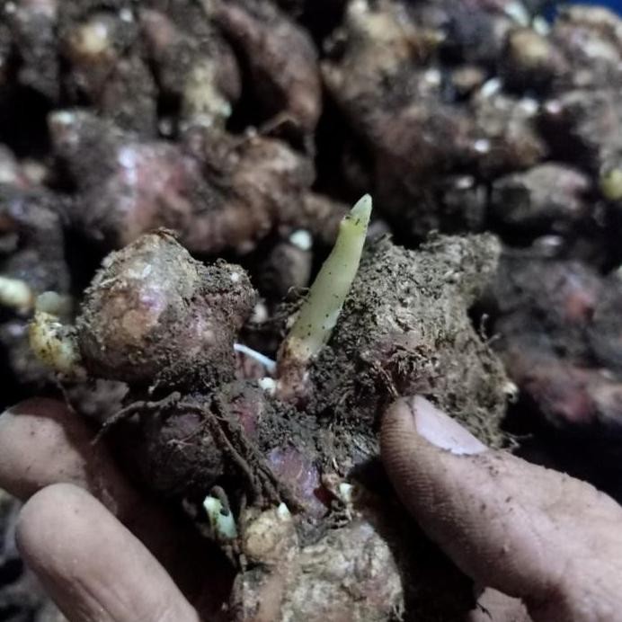 

Terlaris Bibit Jahe Merah Super Harga Per Biji Ukuran Besar