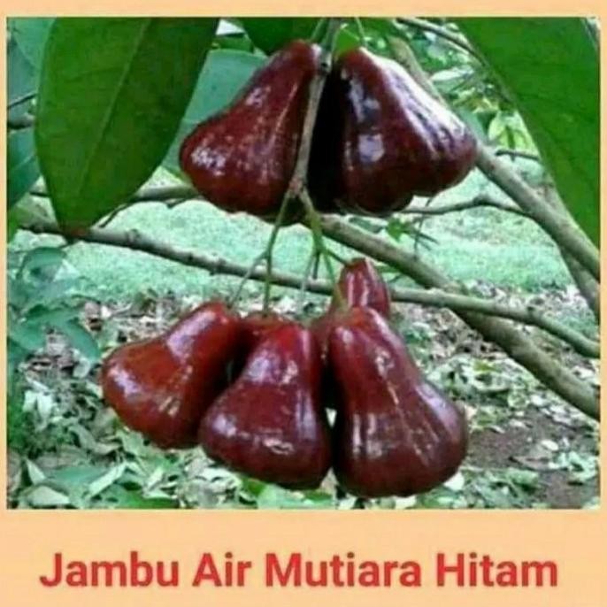 

Terlaris Bibit Buah Jambu Air Mutiara Hitam - Okulasi Cepat Berbuah Terrlaris