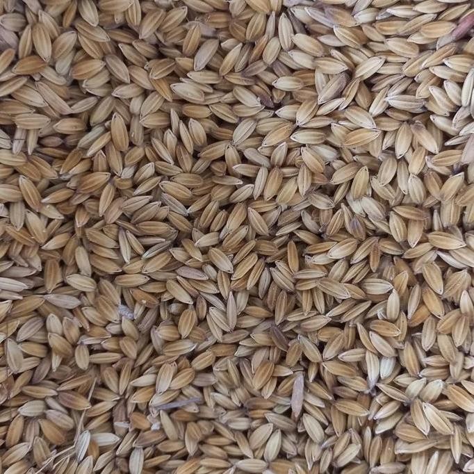 

Terlaris Gabah Beras Putih Padi Kering Pakan Ayam Jago Burung Dara Merpati 1Kg