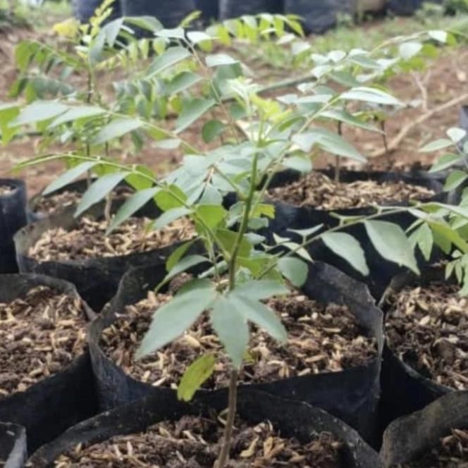 

Terlaris Bibit Tanaman Daun Kari/ Salam Koja