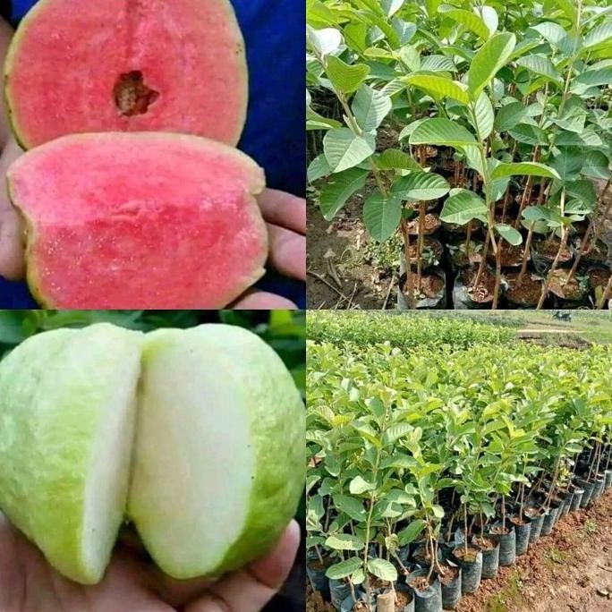 

Terlaris Paket Murah 2 Bibit Tanaman Jambu Kristal Putih Dan Merah Tanpa Biji