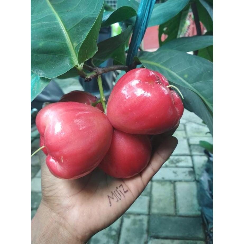 

Terlaris Bibit Jambu Air Red Taiwan, Mudah Berbuah Di Pot.