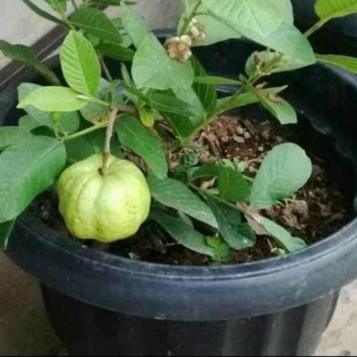 

Terlaris Bibit Jambu Kristal Tanpa Biji Bahan Tabulampot