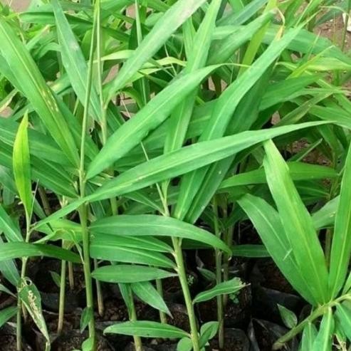 

Terlaris Bibit Jahe Merah Super Unggul Berkualitas