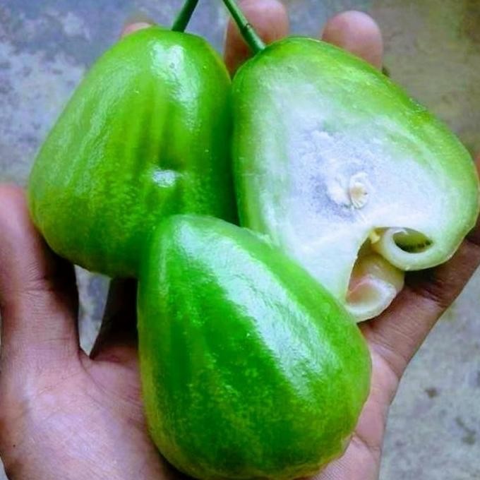 Terlaris Bibit Jambu Air Cincalo Hijau Manis