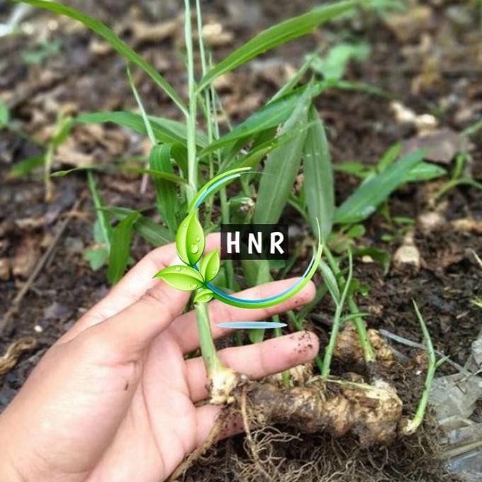 

Terlaris Bibit Tanaman Rimpang Jahe Emprit Mini L Bibit Tanaman Jahe