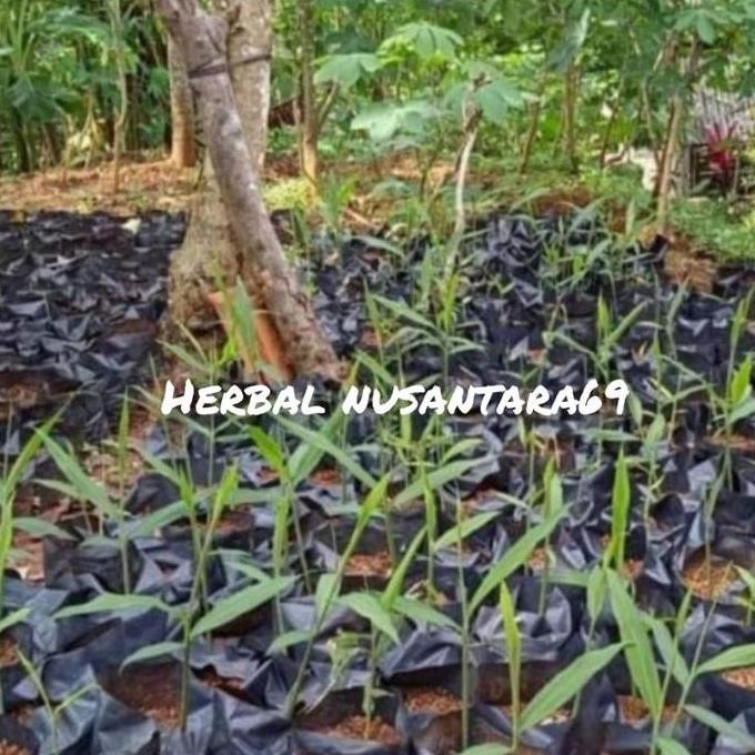 

Terlaris Bibit Tanaman Jahe Merah Per Pohon Siap Tanam