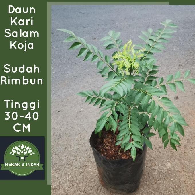 

Terlaris Viral Bibit Pohon Daun Kari, Salam Koja/ Tanaman Salam Koja, Daun Kare Murah