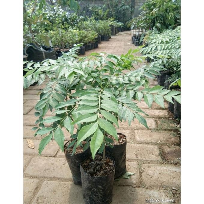 

Terlaris Tukuyuu Bibit Daun Kare / Buah Kare / Daun Kari / Salam Koja Bumbu Masak Terlaris