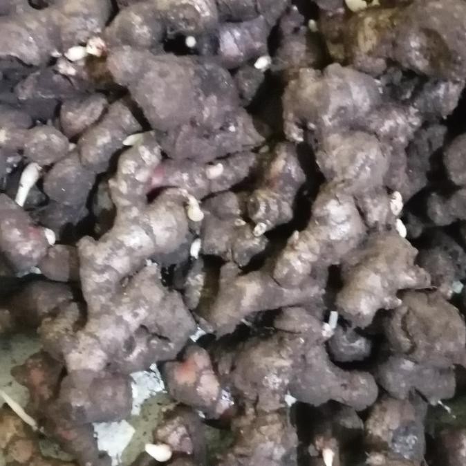 

Terlaris Jtn Bibit Jahe Merah Super 1 Kg, Tinggal Semai
