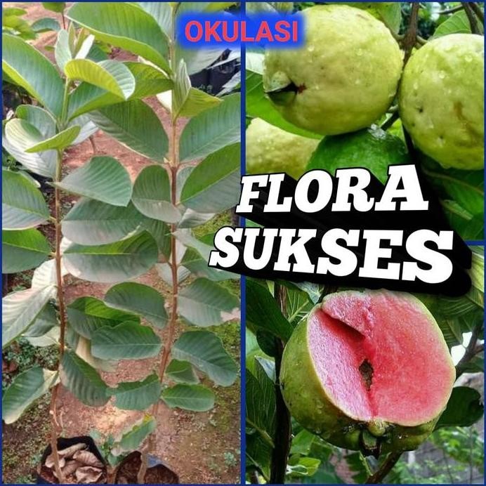 

Terlaris Bibit Tanaman Pohon Jambu Sukun Merah Tanpa Biji Bibit Jambu