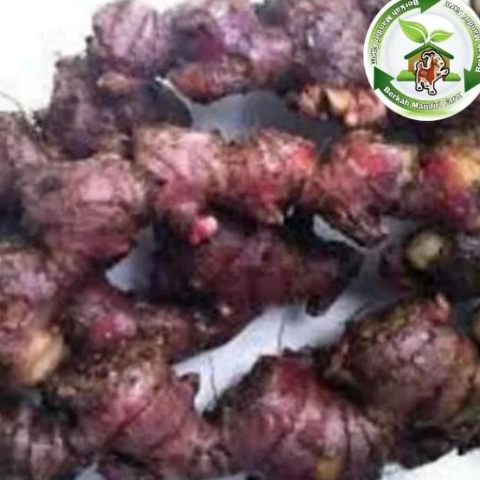 

Terlaris Bibit Jahe Merah / Bibit Tanaman Obat Herbal Jahe Merah Unggul