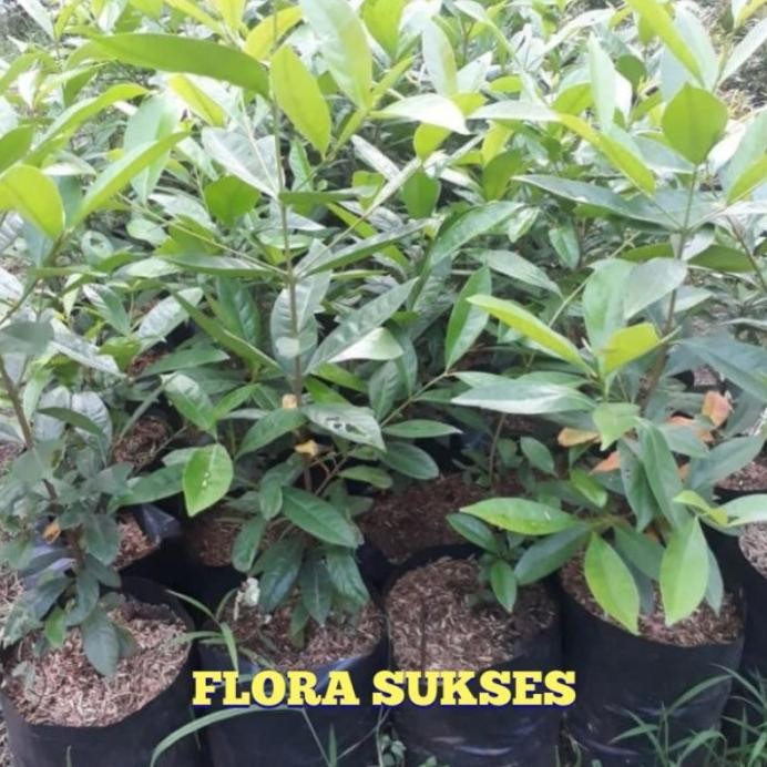 

Terlaris Bibit Tanaman Daun Salam Bibit Salam Bumbu Masak