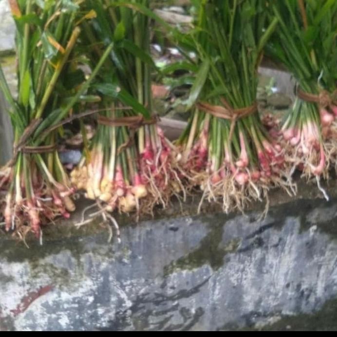 

Terlaris Bibit Jahe Merah - Sudah Ber Akar 100% Hidup