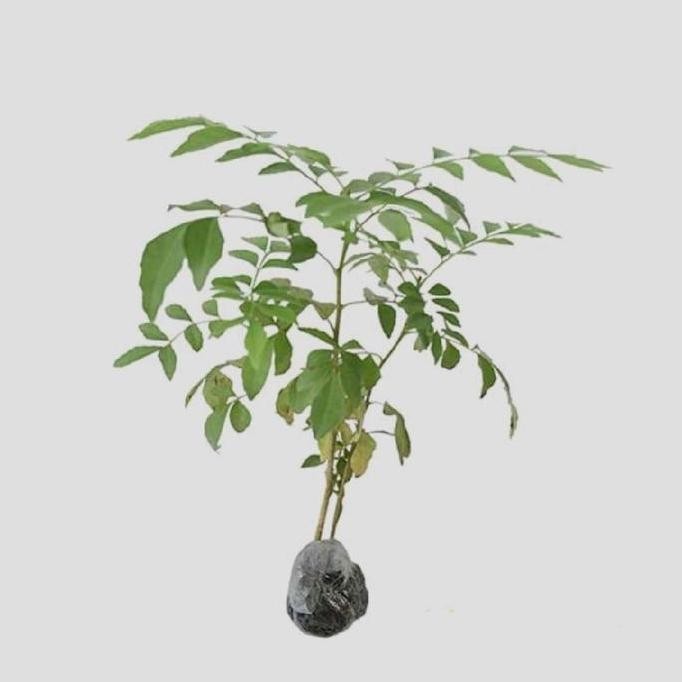 

Terlaris Bibit Salam Koja/Daun Kari - Stok Tersedia, Beli 5 Bonus 1