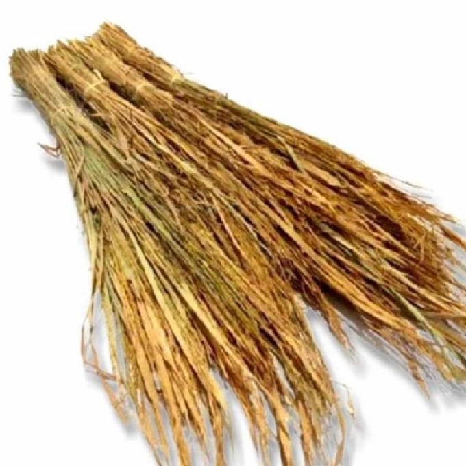 

Terlaris Jerami Merang Padi Siap Pakai