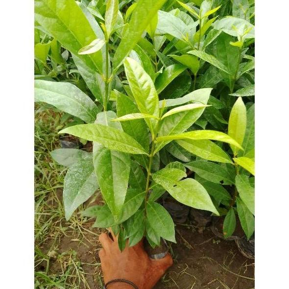 

Terlaris Tanam 3 Bibit Daun Salam Di Pot - Paket Tanaman