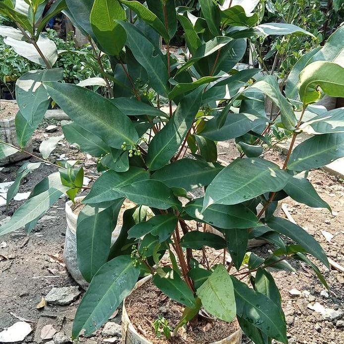 

Terlaris Bibit Tanaman Buah Jambu Kiojok Sudah Berbuah Berbunga