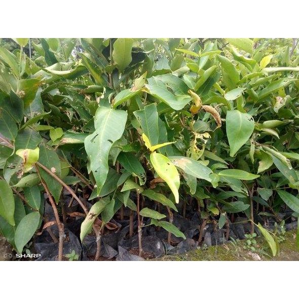 

Terlaris Bibit Jambu Air Bajang Leang