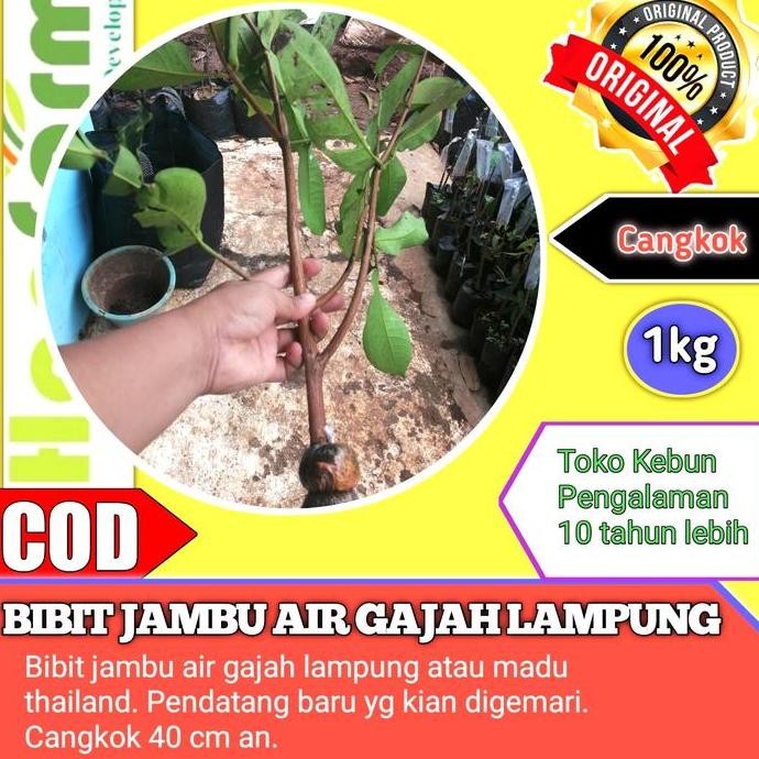 

Terlaris Bibit Jambu Air Gajah Lampung Atau Madu Thailand Cangkok