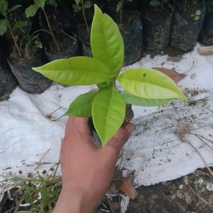

Terlaris Bibit Daun Salam Bumbu Masak Paling Lasris Artificiial Tanaman