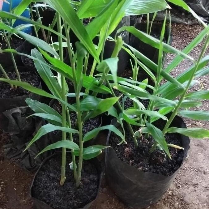 

Terlaris Tanaman Rempah - Pohon Jahe - Bibit Tanaman Jahe By Argoplantbag