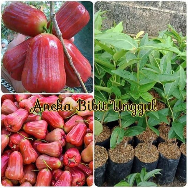 

Terlaris Bibit Jambu Air Madu Deli Merah Aneka Bibit Unggul