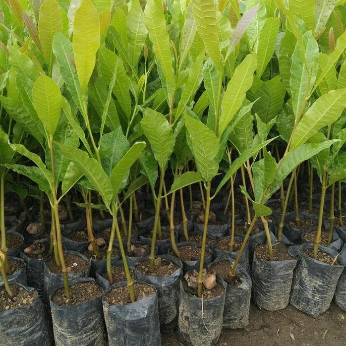 

Terlaris Jambu Mente Atau Monyet Seedling Bibit