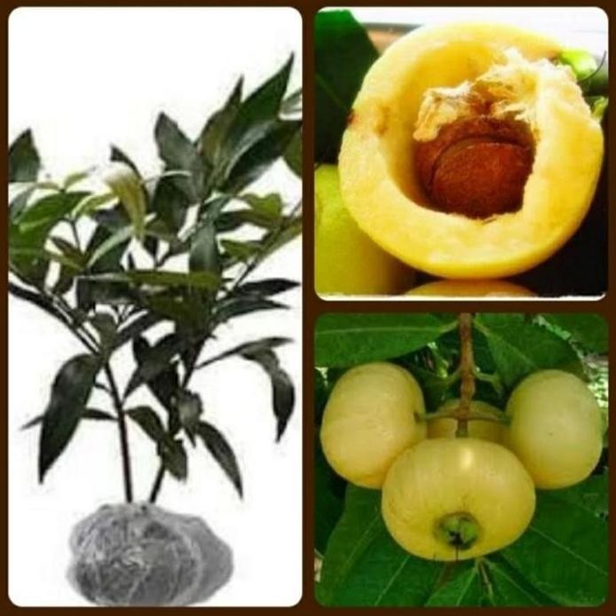 

Terlaris Bibit Jambu Mawar /Rose Apel/Jambu Keraton Tanaman Buah Langka