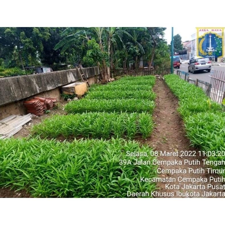 WK Benih Kangkung RAJAWALI @1kg | Bibit Kangkung Daun Lebar Rajawali 1 Kg