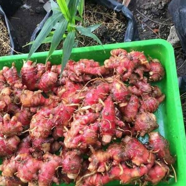 

Terlaris Bibit Tanaman Jahe Merah Pohon Herbal