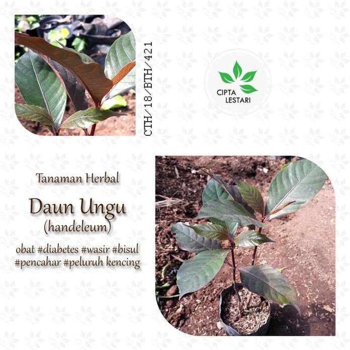 

Terlaris Paket 5 Bibit Pohon Daun Ungu Hemat - Tanaman Herbal Handeleum